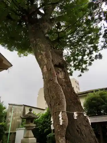 菅原神社の自然