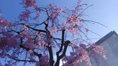 安樂寺天満宮の自然