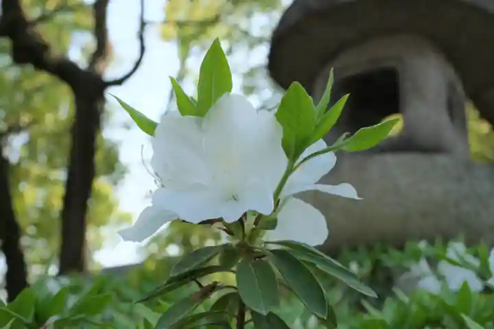 和泉國一之宮 大鳥大社の自然