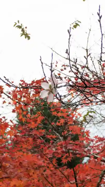興聖寺(京都府)