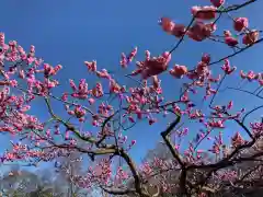 北海道神宮の自然