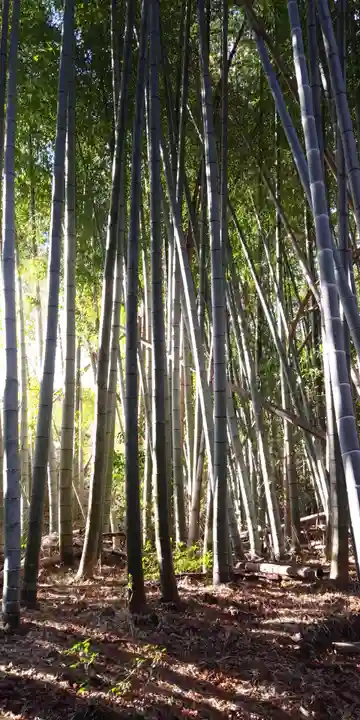 勝持寺(花の寺)の自然