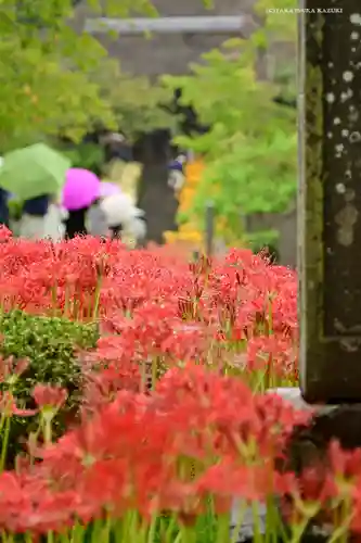 横浜　西方寺の自然