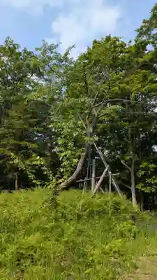 幌糠神社の自然