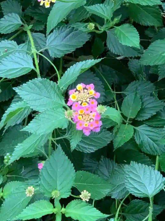 諏訪神社(神奈川県)