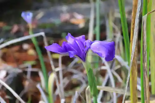 鹿島大神宮の自然