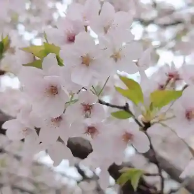 諏訪神社(東京都)