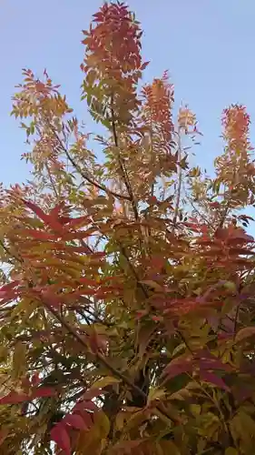 星宮神社 (山川町)の自然