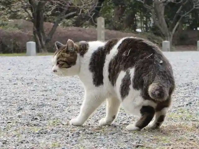護王神社の動物