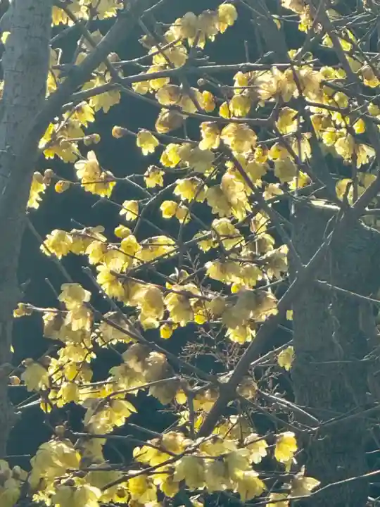 大蓮寺(京都府)