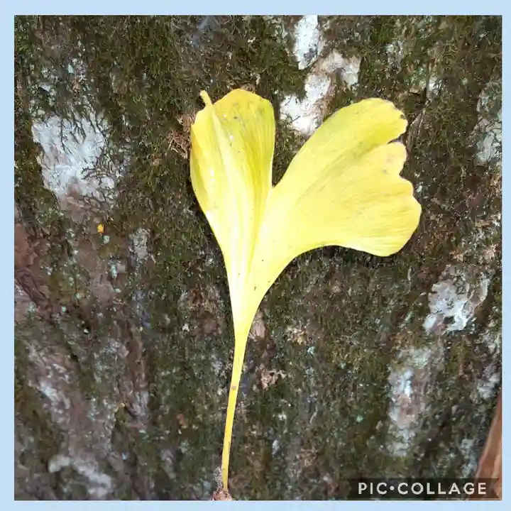 上一宮大粟神社の自然