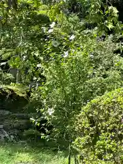 高麗神社の自然