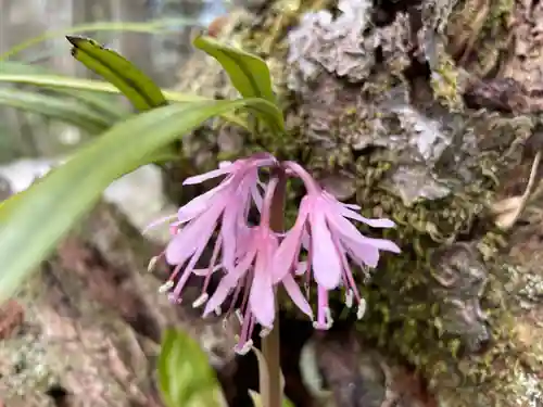三千院門跡の自然