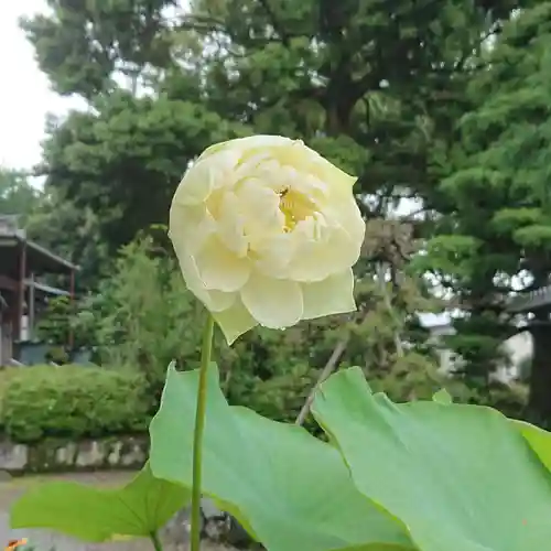 富士山久遠寺の自然