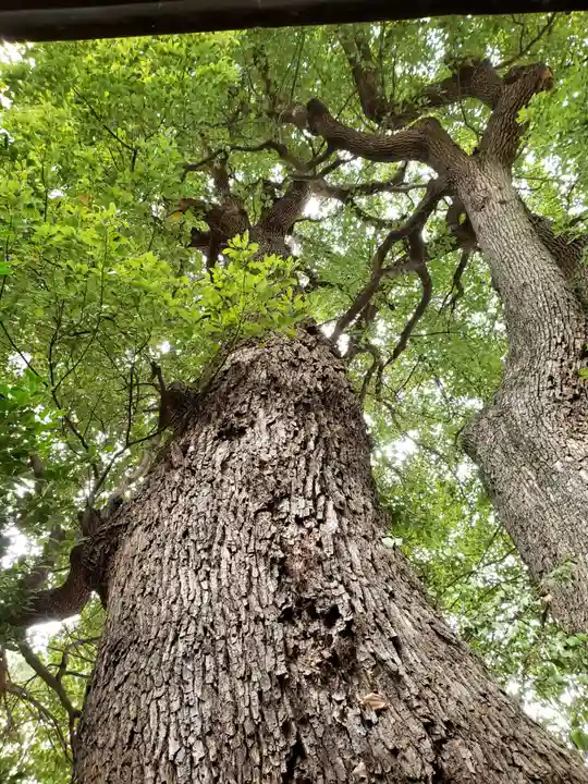 上目黒氷川神社(東京都)