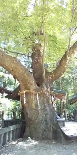 穂高神社本宮の自然