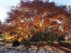 普門寺(切り絵御朱印発祥の寺)の自然