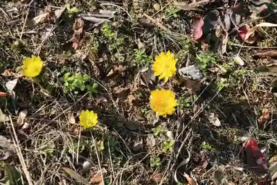 関場神社の自然