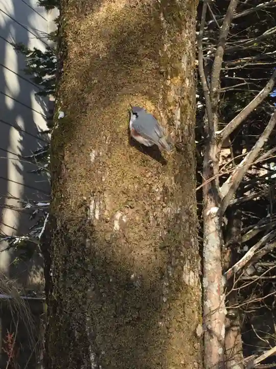 釧路一之宮 厳島神社の動物