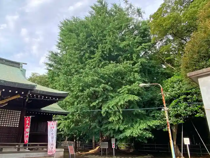 峯ヶ岡八幡神社の自然