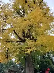 下総国三山　二宮神社の自然