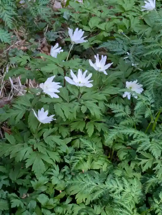 函館八幡宮の自然