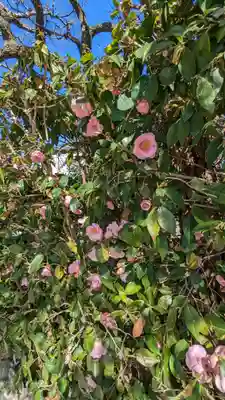 霊鑑寺門跡の自然