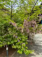 桜神宮の自然