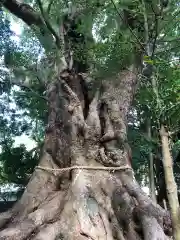 川津来宮神社の自然