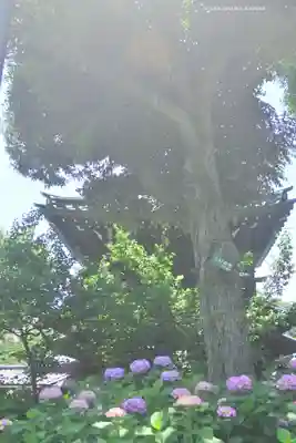 白山神社(東京都)