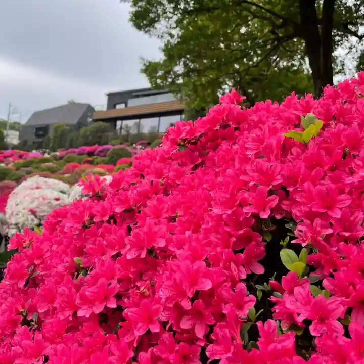 根津神社の自然