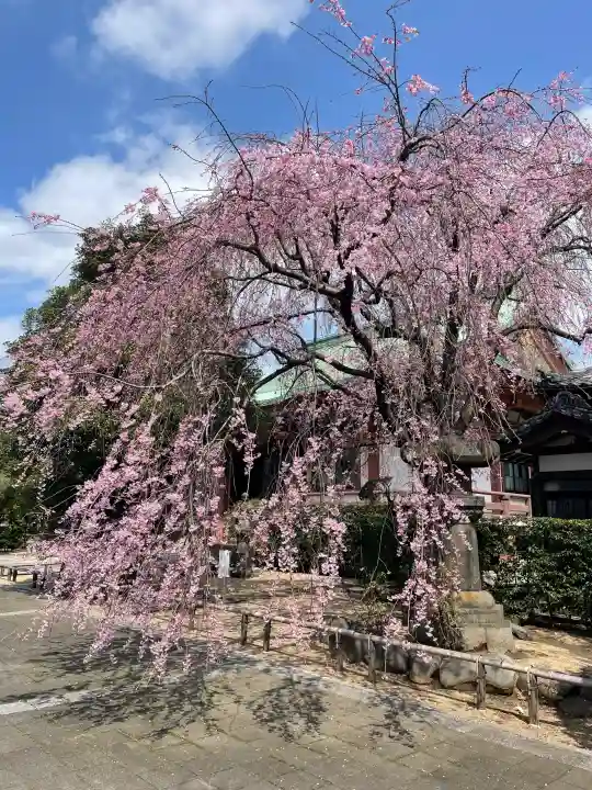 吉祥寺の{uncategorized: "未分類", other: "その他", undefined: "問題あり", building: "その他建物", grave: "お墓", sacred_gate: "鳥居", guardian: "狛犬", statue: "像", buddha: "仏像", history: "歴史", nature: "自然", garden: "庭園", animal: "動物", pagoda: "塔", temizu: "手水舎", mountain_gate: "山門・神門", sanctuary: "本殿・本堂", subordinate: "末社・摂社", art: "芸術", scenery: "景色", jizo: "地蔵", ema: "絵馬", goshuin: "御朱印", omikuji: "おみくじ", items: "授与品その他", amulet: "お守り", goshuincho: "御朱印帳", eats: "食事", festival: "お祭り", votive_dance: "神楽", shichigosan: "七五三参", wedding: "結婚式", experience: "体験その他", initially: "初詣", around: "周辺", anti_infection: "感染症対策"}
