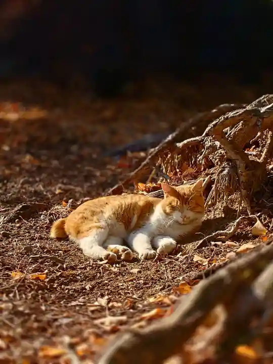 淡洲神社(太郎丸)の{uncategorized: "未分類", other: "その他", undefined: "問題あり", building: "その他建物", grave: "お墓", sacred_gate: "鳥居", guardian: "狛犬", statue: "像", buddha: "仏像", history: "歴史", nature: "自然", garden: "庭園", animal: "動物", pagoda: "塔", temizu: "手水舎", mountain_gate: "山門・神門", sanctuary: "本殿・本堂", subordinate: "末社・摂社", art: "芸術", scenery: "景色", jizo: "地蔵", ema: "絵馬", goshuin: "御朱印", omikuji: "おみくじ", items: "授与品その他", amulet: "お守り", goshuincho: "御朱印帳", eats: "食事", festival: "お祭り", votive_dance: "神楽", shichigosan: "七五三参", wedding: "結婚式", experience: "体験その他", initially: "初詣", around: "周辺", anti_infection: "感染症対策"}