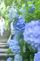 明月院(神奈川県)