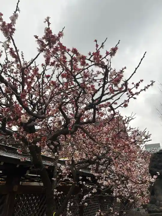 湯島天満宮(東京都)