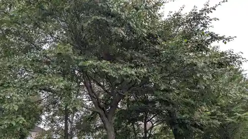 柳彩釧路浅間神社の自然