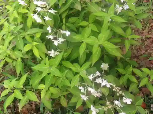 御霊神社の自然