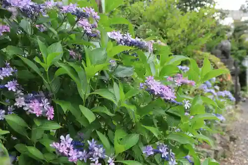 豊景神社の自然