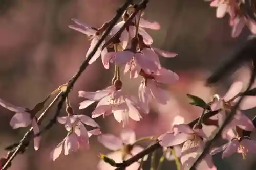 阿久津「田村神社」（郡山市阿久津町）旧社名：伊豆箱根三嶋三社の自然