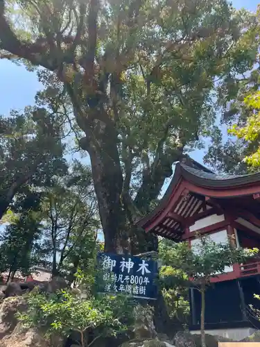 鹿児島神宮の自然
