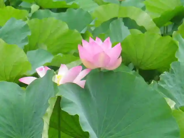 鶴岡八幡宮の自然