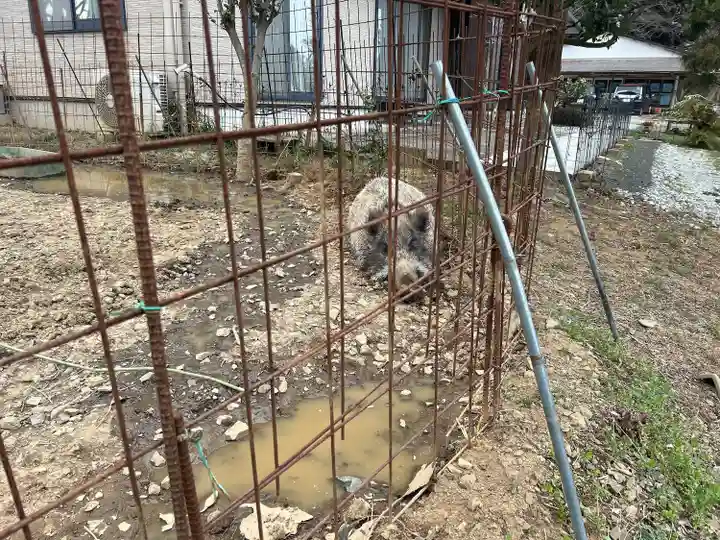坪沼八幡神社の動物