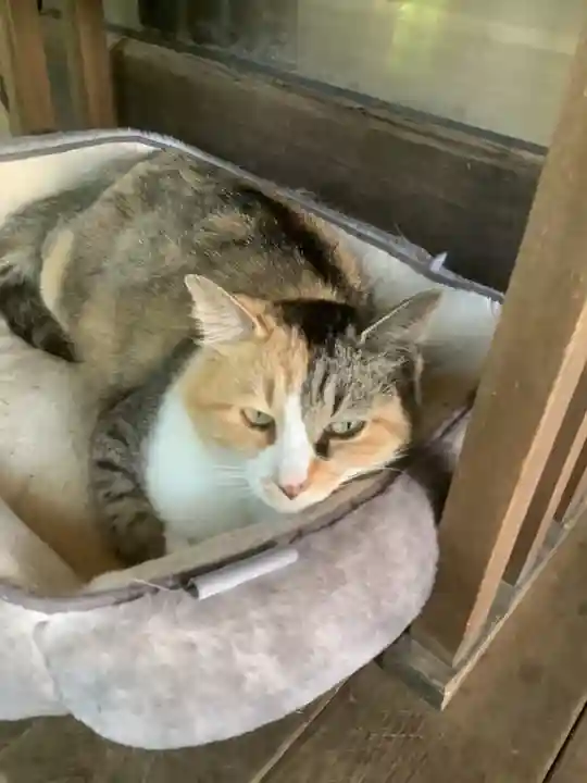 玉野御嶽神社の動物