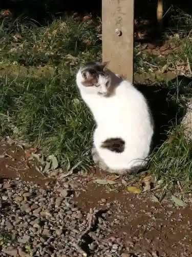 間々田八幡宮の動物
