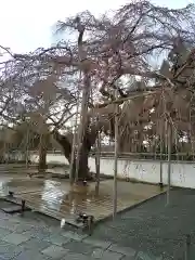 三宝院（三宝院門跡）(京都府)