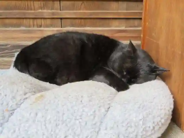 梅宮大社(京都府)