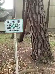 津島社の自然