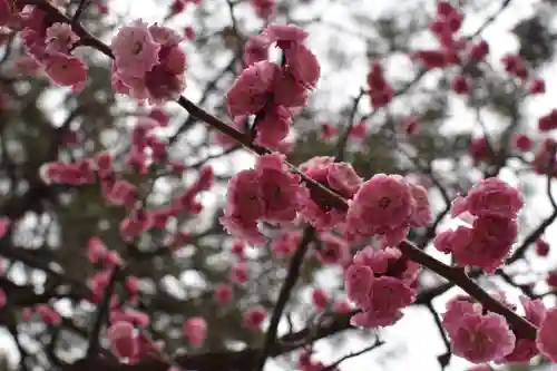 長浜八幡宮の自然