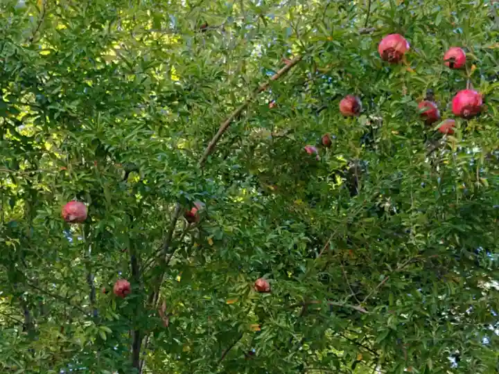 高城神社の自然