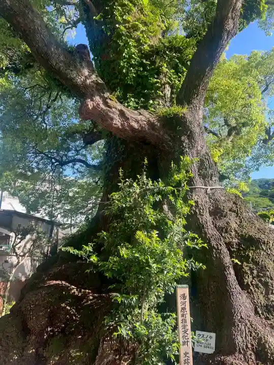 五所神社(神奈川県)